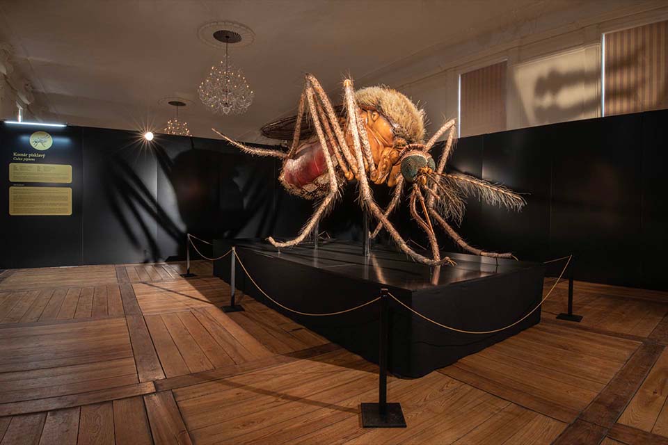 Unique exhibition | MegaBrouci – the fascinating world of insects